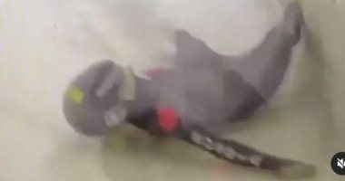 متزلجة روسية تسخر من نفسها بعد سقوطها على منحدر جليدى.. فيديو وصور