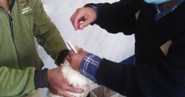 تحصين 36 ألفا و860 طائرًا ضد مرض أنفلونزا الطيور فى الشرقية