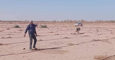 زراعة 18 فدانا بالأشجار الخشبية والزيتية ضمن التوسع فى الغابات الشجرية بالداخلة