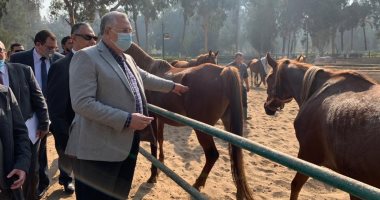 وزير الزراعة يتفقد محطة الزهراء للخيول العربية الأصيلة لمتابعة رفع كفاءتها.. صور