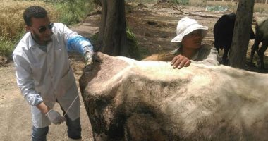 تعرف على جهود "بيطرى البحيرة" خلال شهر.. تلقيح صناعى لـ2965 رأس ماشية الأبرز