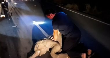 إنقاذ فيل رضيع بإنعاش القلب الرئوى بعد حادث سير فى تايلاند.. فيديو وصور