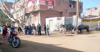 قوافل بيطرية وعلاجية مجانا بقرية هور بملوى فى المنيا