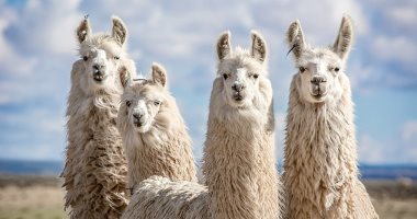 الأجسام النانوية المشتقة من اللاما تُظهر نشاطًا ضد سلالات كورونا في المختبر