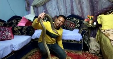 حكاية عماد النجار أشهر صائد ثعابين بالمحلة.. تعلم الصيد منذ 20 سنة ويؤكد: تعرضت للدغات 5 مرات وأتعامل معها بأكل الليمون أو الأمصال.. وأبيع الثعبان بـ25 جنيها والكوبرا بـ250.. وأبو السيور والأزرود أشهر الأنواع