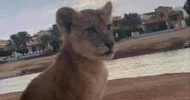 هروب أسد صغير من صاحبته بالجونة.. وأمن المدينة يعيده ويخطر النزلاء