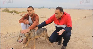 الراقص مع الذئاب.. شاب من سوهاج يربى ذئبا داخل منزله ويروضه ويطيع أوامره ويذهب معه للصحراء ويعود إليه مرة أخرى.. "أحمد كوبرا" يعيش بين الثعابين والحيات والعقارب والسحالى.. ويحول بيته لحديقة حيوان مصغرة.. صور