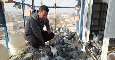 "يا طير يا طاير".. "اليوم السابع" يلتقى أشهر متسابق للحمام الزاجل بالمنيا.. ويؤكد: سعر الفرد الواحد من 500 إلى 30 ألف جنيه..وأشهرها "الجانسون ودكلاك وكومبان"..ياسر:أشارك بالموسم بـ120 حمامة وحصدت عشرات الشهادات
