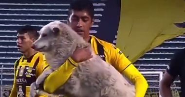 كلب يقتحم مباراة فى الدورى البوليفى ولاعب يحمله خارج الملعب.. فيديو