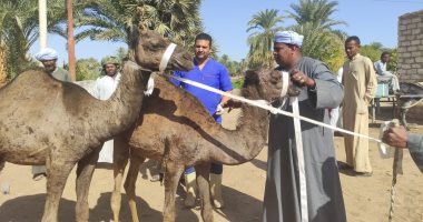 الزراعة: فحص وعلاج 234 ألف رأس ماشية مجانا عبر 483 قافلة بيطرية × 2020