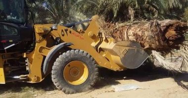 زراعة الوادى الجديد : إعدام حالات مصابة بسوس النخيل في مركز الخارجة