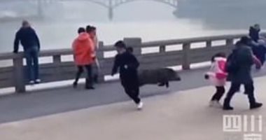 خنزير برى يهاجم المارة بشارع مزدحم فى الصين.. اعرف الحكاية