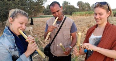 صورة اليوم.. سياح أجانب يستمتعون فى الأقصر بتناول "القصب" بالزراعات