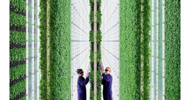 ذكاء اصطناعى يراقب تقنية المزارع العمودية يبشر بثورة فى إنتاج الغذاء