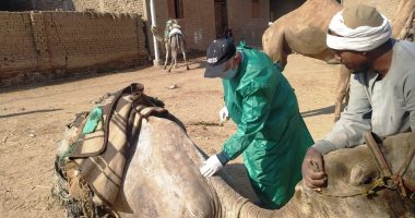 الزراعة : قوافل بيطرية لفحص وعلاج مواشي صغار المزارعين فى قنا وأسوان