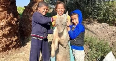 مزارع يصطاد ذئبا هاجمهم بزراعات القصب فى قنا.. والأطفال يلتقطون صورا معه