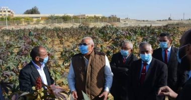 يا بشاير الخير هلى.. نجاح مبادرة النباتات الطبية والعطرية بالوادى الجديد.. زراعة 12 ألف فدان بالجوجوبا.. إدخال الخروع والتين الشوكى للأغراض الطبية.. وزراعة 200 فدان جرجير لتصنيع الزيوت ومستحضرات التجميل.. صور