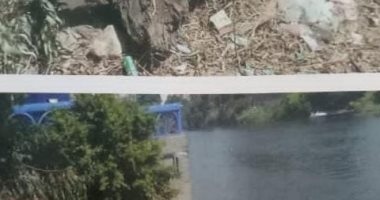 الجيزة توضح حقيقة إزالة عدد من أشجار الكافور المتهالكة بشارع النيل 