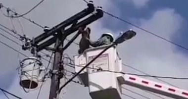 رجال الإطفاء ينقذون حيوان الكسلان بعدما تشبث فى عمود ببنما.. فيديو وصور  