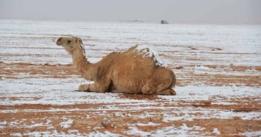 الثلوج تتساقط اليوم على مرتفعات تبوك بالسعودية 