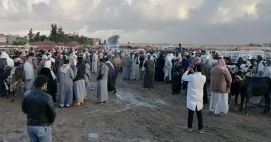 تحصين المواشى وتطبيق الإجراءات الإحترازية بسوق بالعامرية بالإسكندرية.. صور