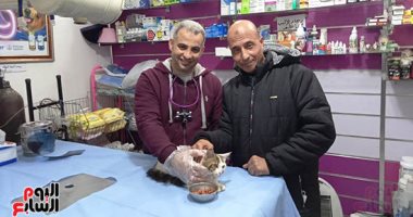تفاصيل مثيرة لإجراء عملية تجميل لـ"قط بلدى" بكفر الشيخ.. فيديو وصور