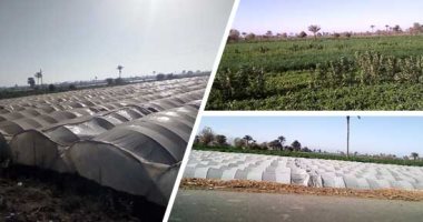 النباتات الطبية والعطرية بالمنيا تغزو الأسواق الأوروبية والمحلية.. صفط الغربية تشتهر بزراعة الينسون والكمون.. مطاى تزرع الثوم الصينى.. الصوب الزراعية تنعش حياة المزارعين.. وتوفير فرص عمل متميزة للشباب