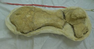 اكتشاف عظام لأكبر سلحفاء بحرية عمرها 70 مليون سنة بصحراء الفرافرة.. صور 