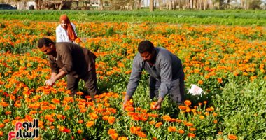 رائحة الأمل فى جناين النباتات العطرية بالفيوم.. والتصدير لكل العالم