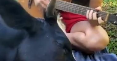 رد فعل مذهل من بقرة أثناء استماعها لعزف مالكتها على الجيتار.. فيديو وصور