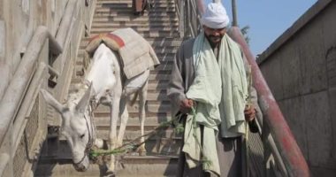 أهالى قرية سنديون بقليوب يعبرون بحميرهم أعلى كوبرى المشاة.. ورئيس المركز يرد