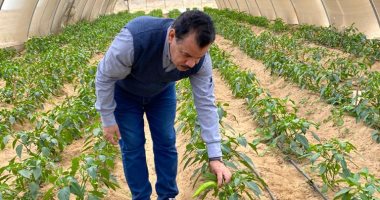 رئيس جامعة الوادى الجديد يتفقد مزارع القمح والصوب الزراعية بمقر الجامعة بالخارجة 