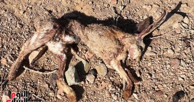 انتهاكات بيئية بمحمية علبة.. رصد بقايا غزال وأرانب برية وطيور نادرة محرم صيدها.. صور