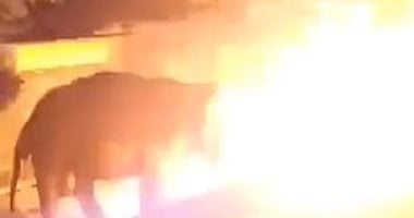 جريمة بشعة بالهند.. إشعال النار فى فيل حيا لاقترابه من منتجع خاص.. فيديو وصور