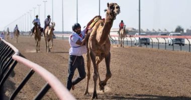 لحظة انتصار الجمل..فعاليات اليوم الوطني من ماراثون الهجن فى الإمارات