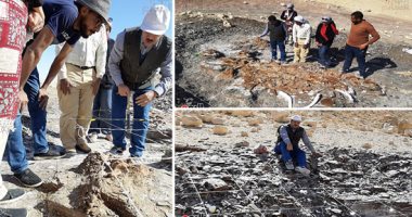 علماء الوادى الجديد يكتشفون عظام سلحفاة بحرية عملاقة عمرها 70 مليون سنة بالفرافرة.. حفرية تيتانورسوريا الزاحف البحرى العملاق من عصر الديناصورات بالداخلة.. والمنطقة كانت عبارة عن شاطئ قديم للبحر التيثى.. صور
