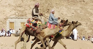 شباب سانت كاترين يحيون تراثهم البدوى على ظهور الإبل.. ينظمون سباق هجن تقليدى فى حفلات الزواج.. صيحات الرجال وزغاريد السيدات تلهب الحماس.. تضم عاملين فى مهنة نقل السائحين.. يتسابقون أمام خيام الأفراح طوال اليوم