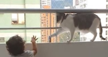 قط يمنع طفل صغير من تسلق سور شرفة منزله.. اعرف القصة