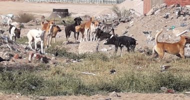 شكوى من انتشار الكلاب الضالة فى رأس البر.. ومحافظ دمياط تستجيب.. صور وفيديو