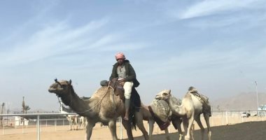 استئناف تنظيم سباقات الهجن على مضمار شرم الشيخ بدعم الإمارات اليوم