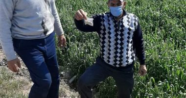 "الزراعة " تبدأ تنفيذ حملة مكافحة القوارض لحماية محصول القمح 