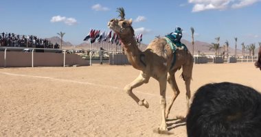 ننشر أسماء الفائزين بأشواط سباق الهجن في شرم الشيخ
