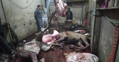 ضبط لحوم جمال فاسدة فى أوسيم قبل توزيعها على التجار