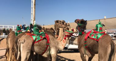 سباقات الهجن تواصل النجاح بمضمار شرم الشيخ.. ملاك الإبل من كل محافظات مصر يثمنون مساندة الدولة لهم.. وتنشيط أهم رياضة تراثية توارثوها عن أجدادهم.. ومحافظ جنوب سيناء يعلن ارتفاع عدد المشاركات