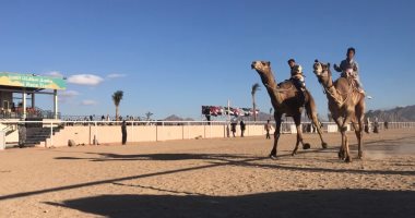 انطلاق بطولة جديدة لسباقات الهجن اليوم بشرم الشيخ