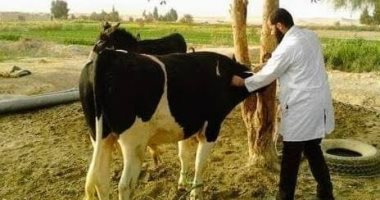 الطب البيطرى بالبحيرة يعلن تسجيل 14115 رأس ماشية واستخراج 22037 بطاقة