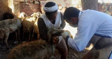 بيطرى الشرقية يعلن تنفيذ قافلة بيطرية مجانية بقرية طحا المرج بمركز ديرب نجم