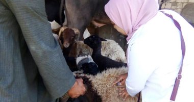 انطلاق الحملة القومية للتحصين ضد الحمى القلاعية والوادى المتصدع بأسوان.. صور