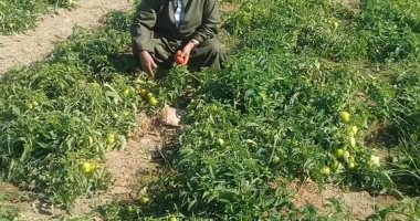 نقيب الفلاحين: ثمار الطماطم آمنة ولا علاقة لها بغش التقاوى