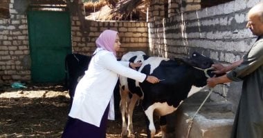 بدء حملة لتحصين الماشية ضد مرض الحمى القلاعية والوادى المتصدع بقنا غدا